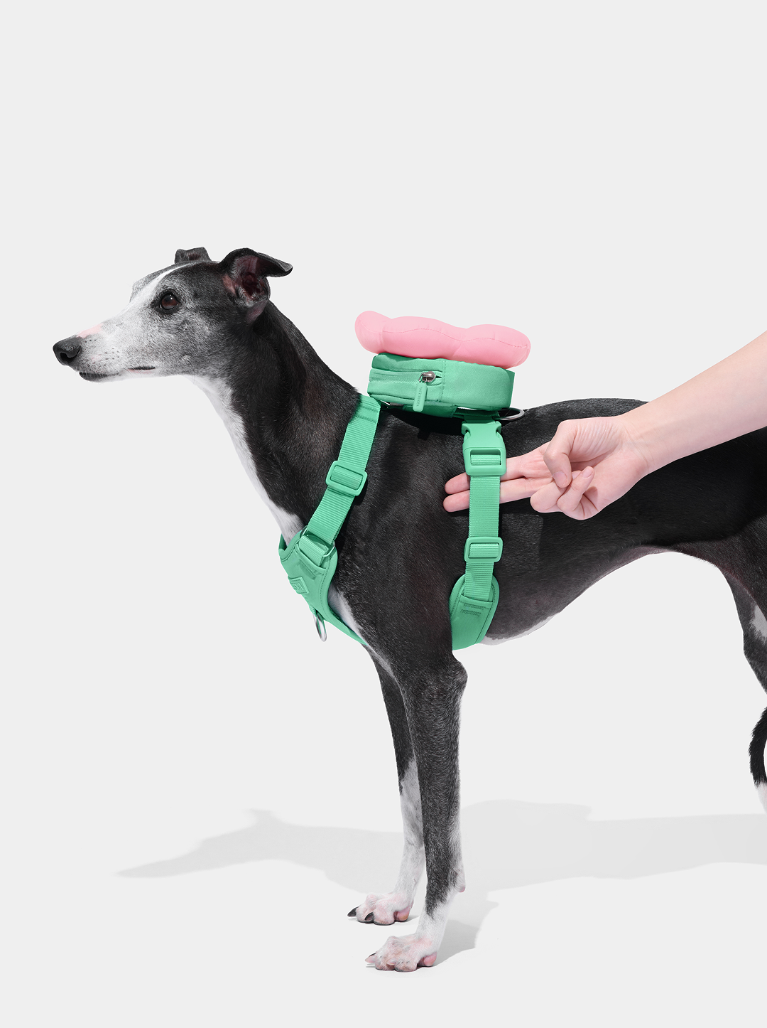 Flora Pet Backpack & Harness Set