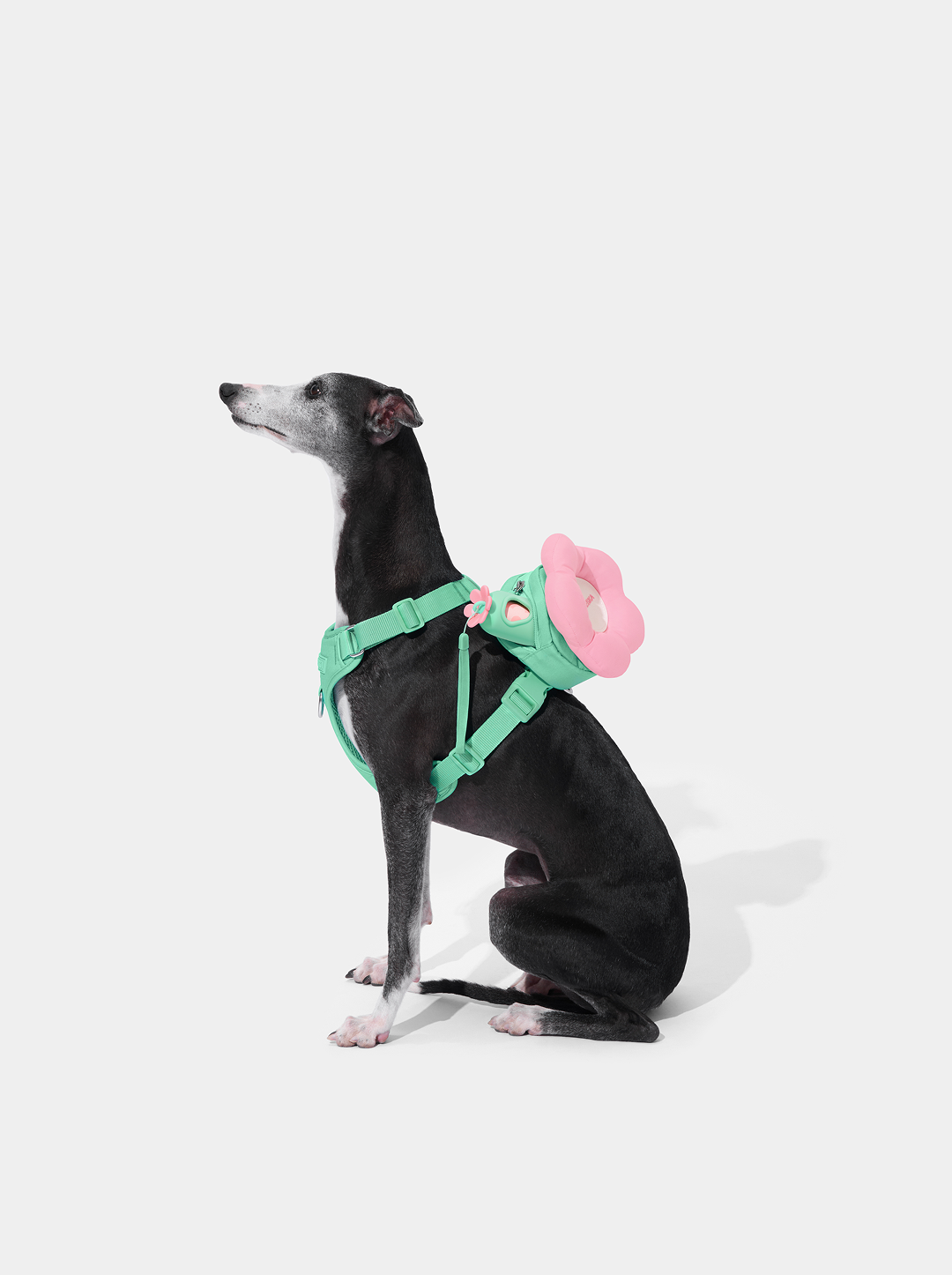 Flora Pet Backpack & Harness Set