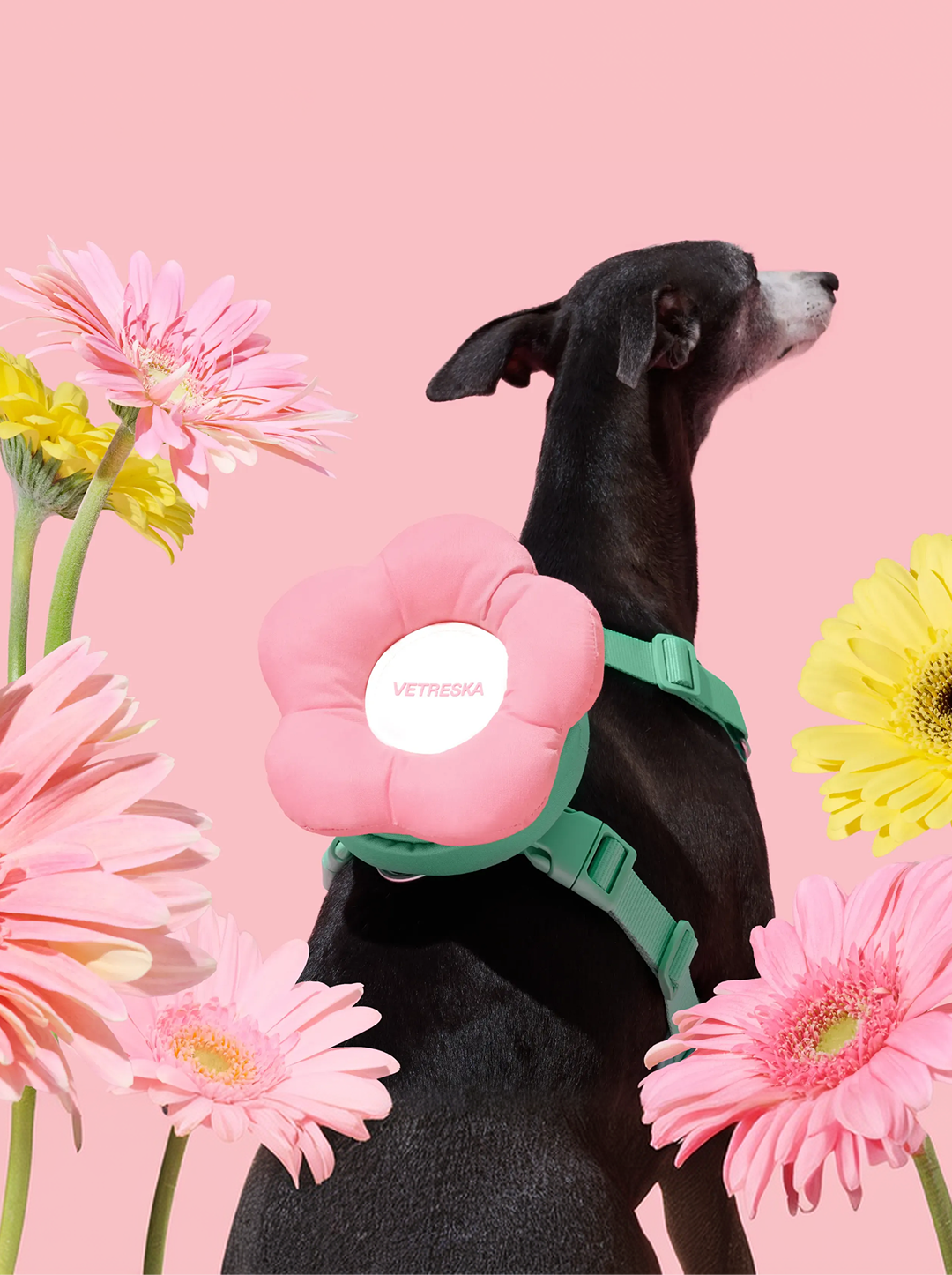 Flora Pet Backpack & Harness Set