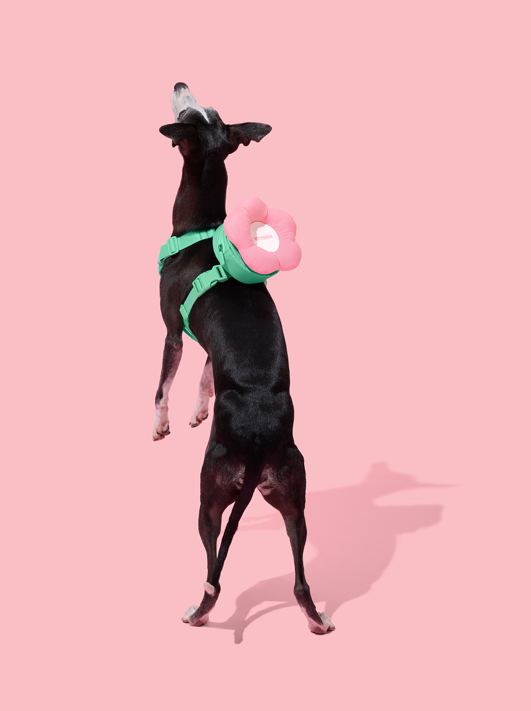Flora Pet Backpack & Harness Set