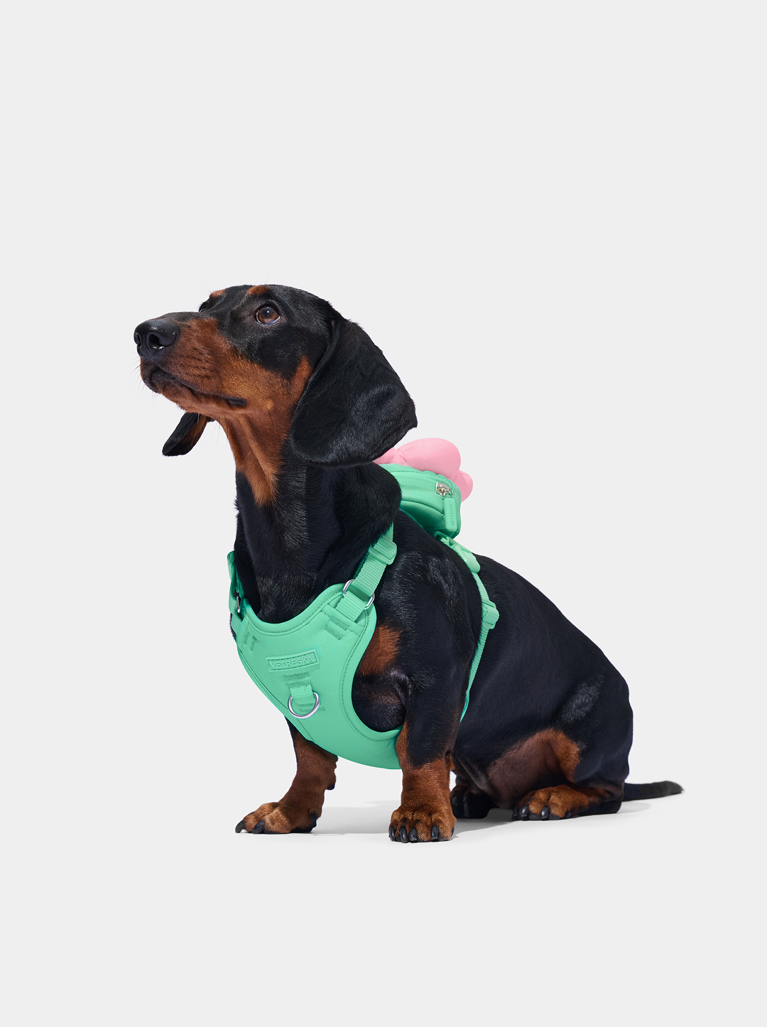 Flora Pet Backpack & Harness Set