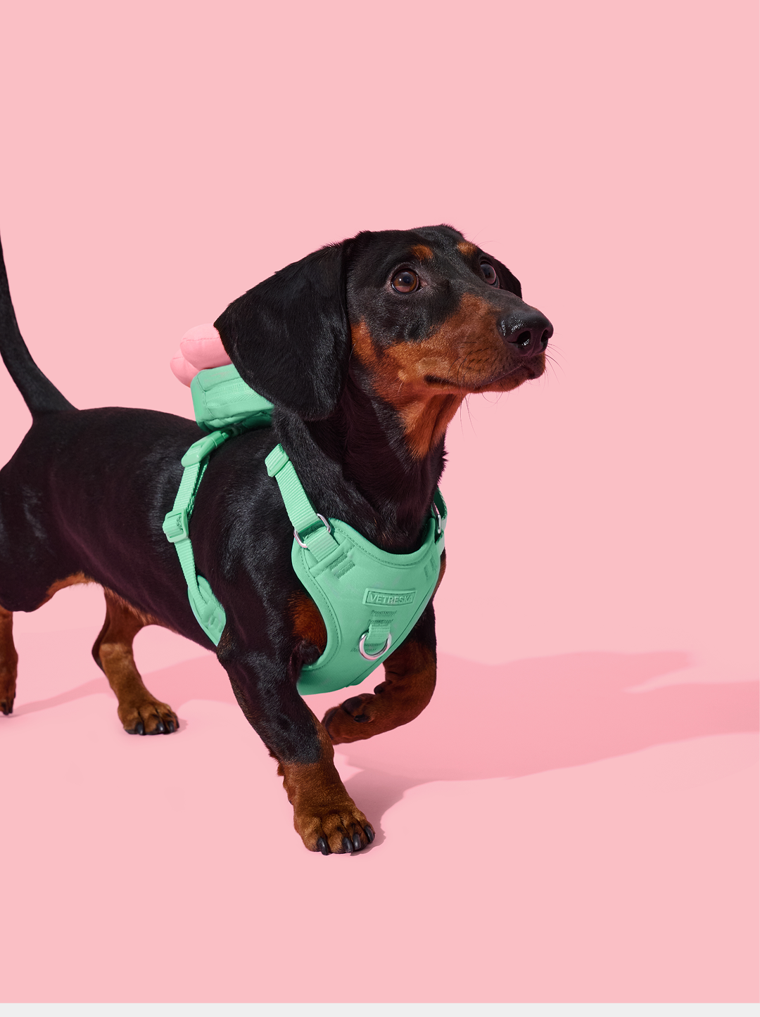 Flora Pet Backpack & Harness Set