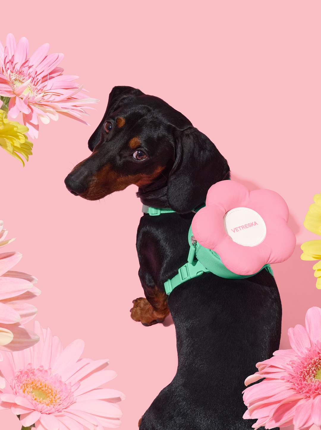 Flora Pet Backpack & Harness Set