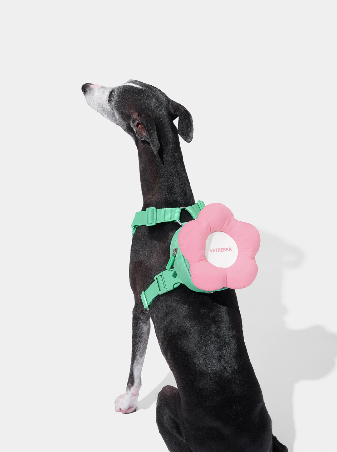 Flora Pet Backpack & Harness Set