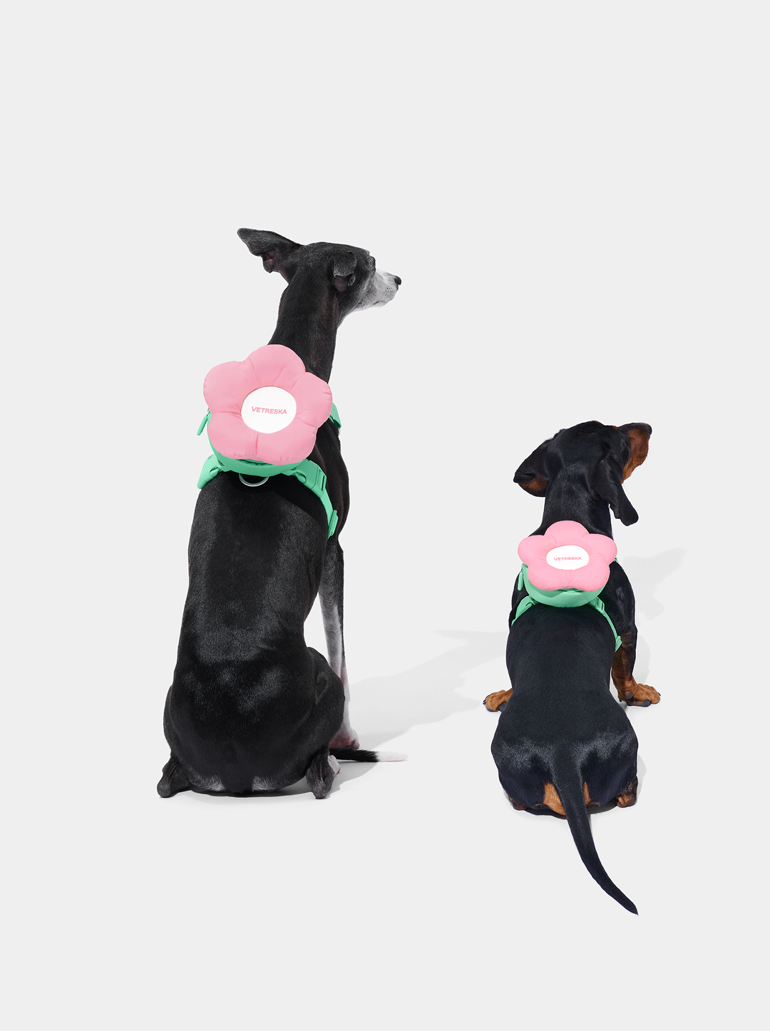 Flora Pet Backpack & Harness Set