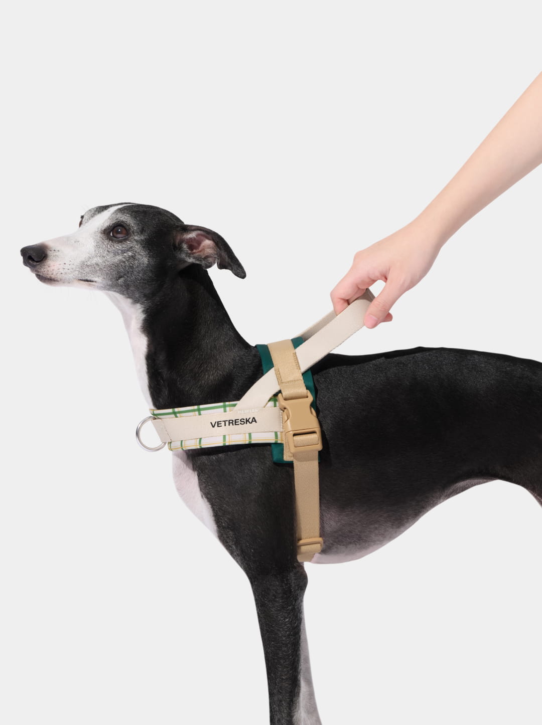 Santal Forest Quick Fit Pet Harness & Leash Set