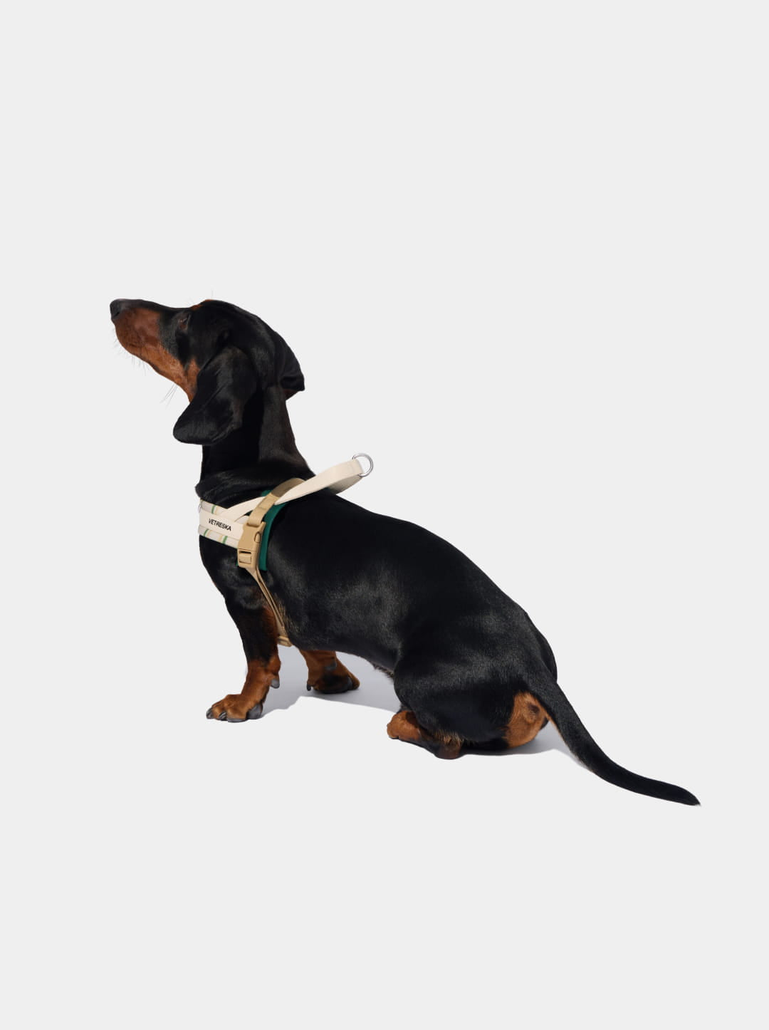 Santal Forest Quick Fit Pet Harness & Leash Set