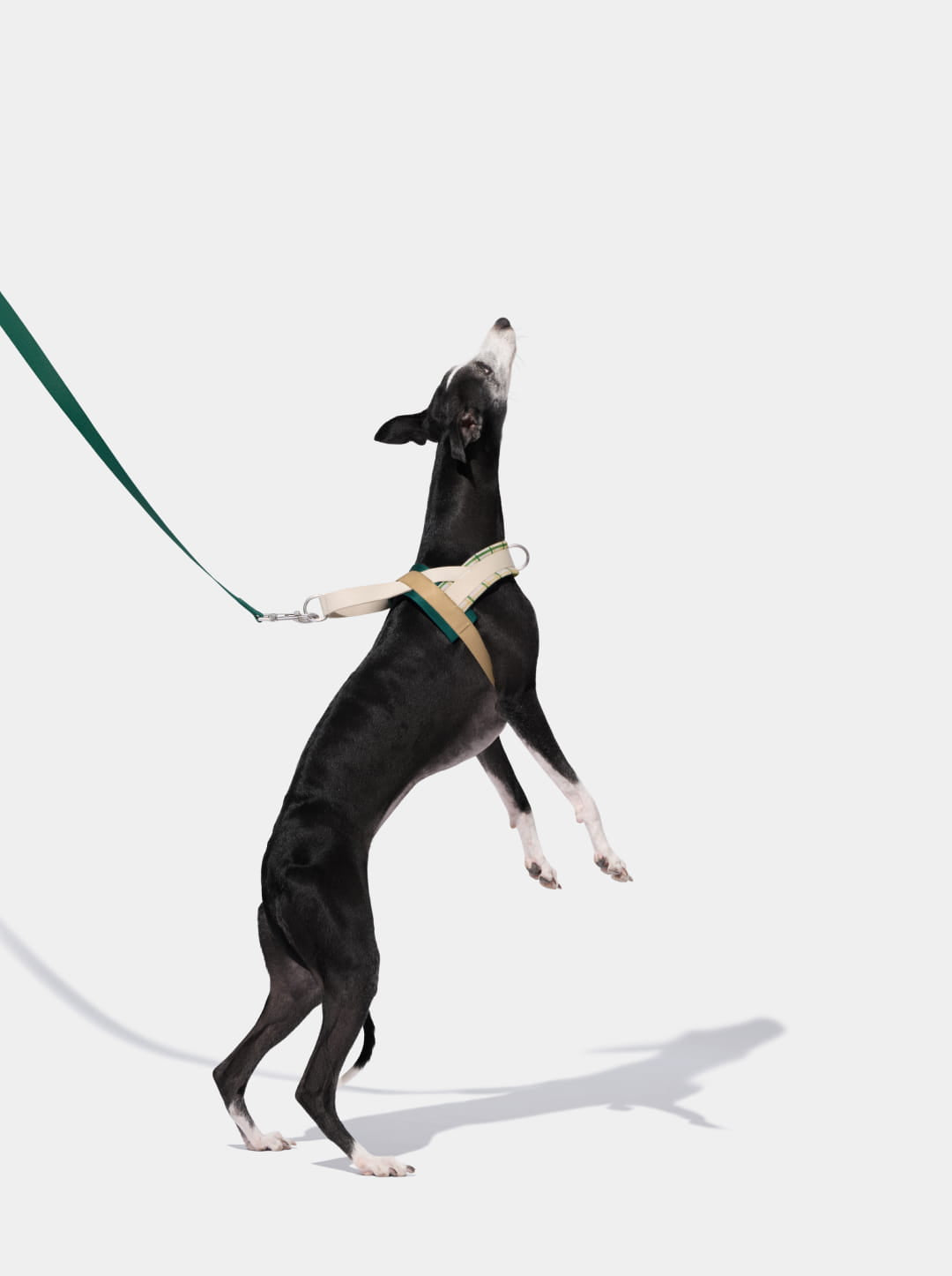 Santal Forest Quick Fit Pet Harness & Leash Set