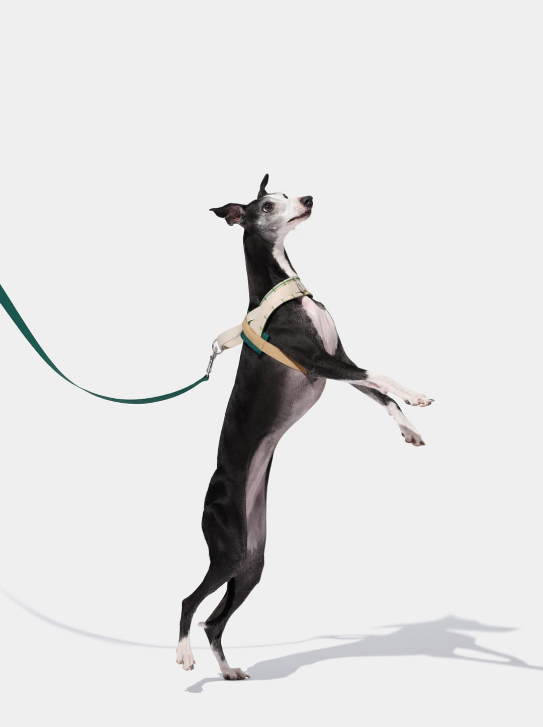 Santal Forest Quick Fit Pet Harness & Leash Set