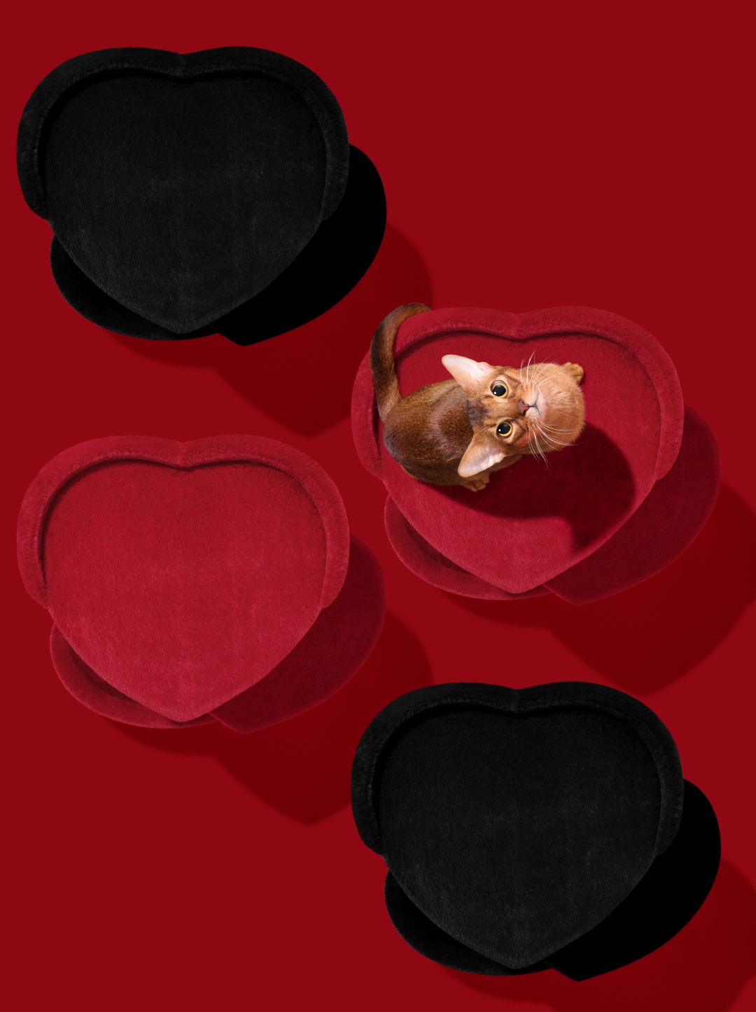 Heartpurrnoir Cat Climber - 2 Platforms