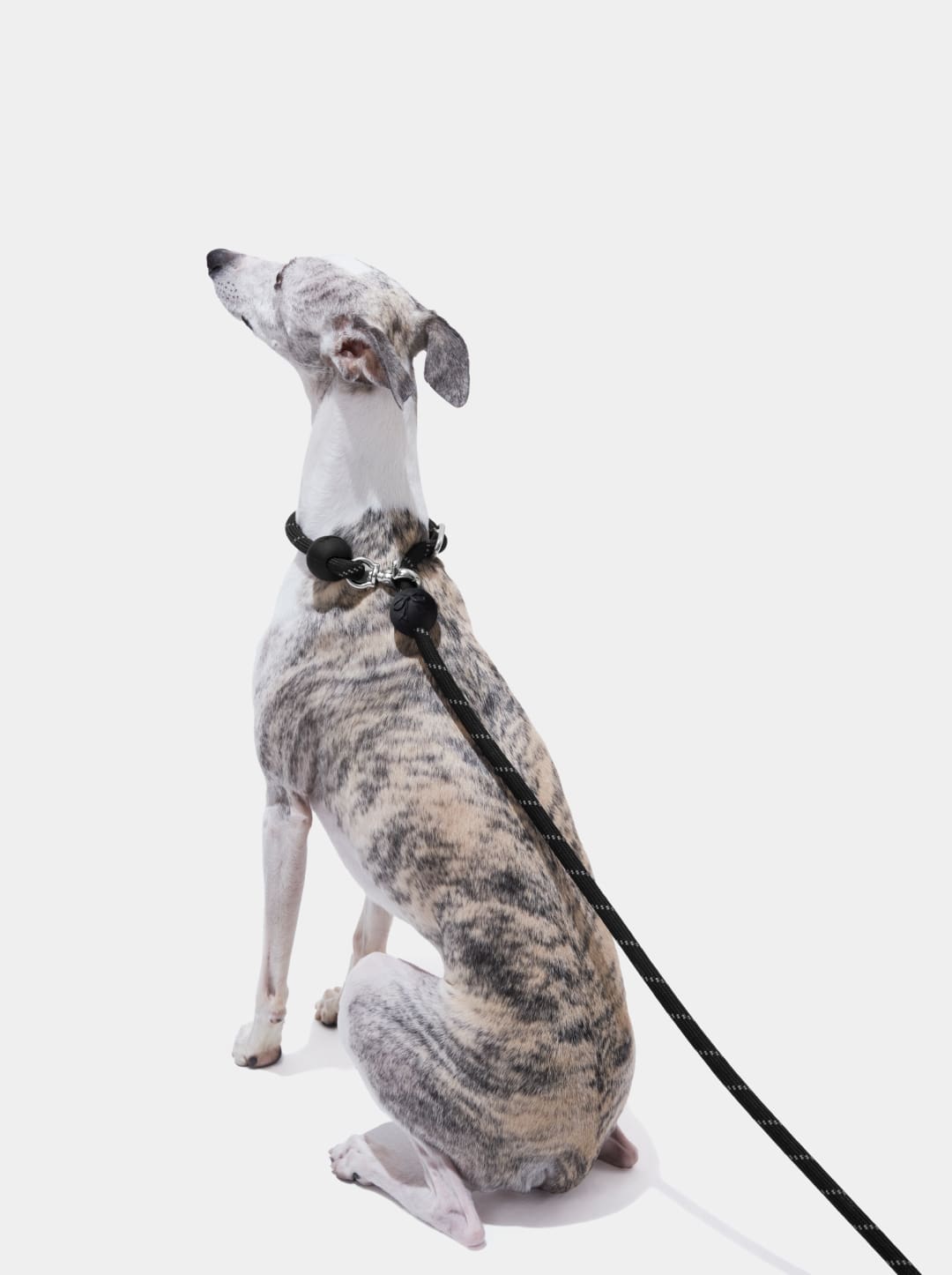 Connect Hands-Free Rope Leash (Bow De Noir)