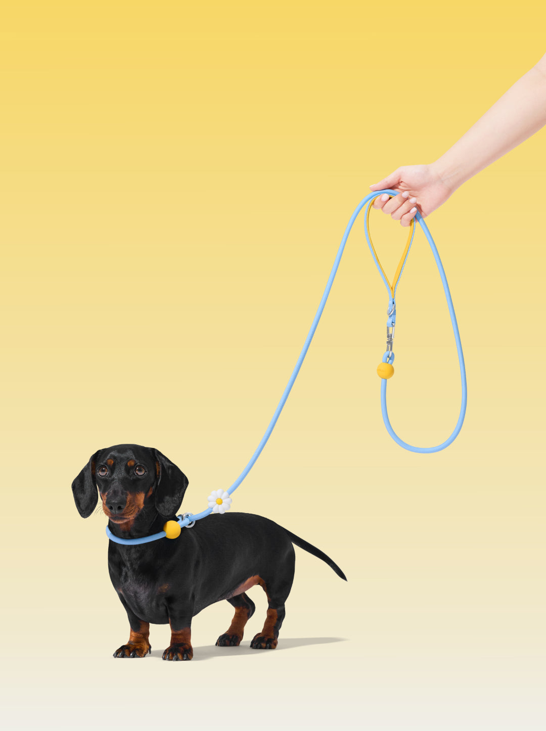 Connect Lite Rope Leash for Pets - Daisy