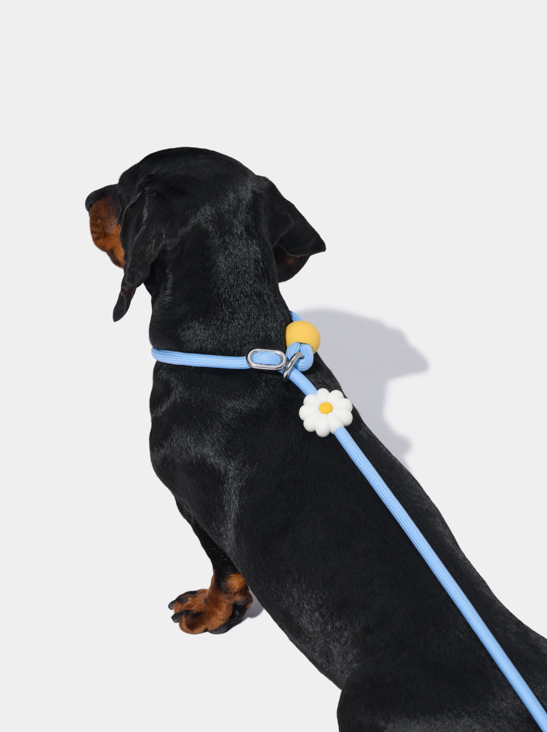 Connect Lite Rope Leash for Pets - Daisy