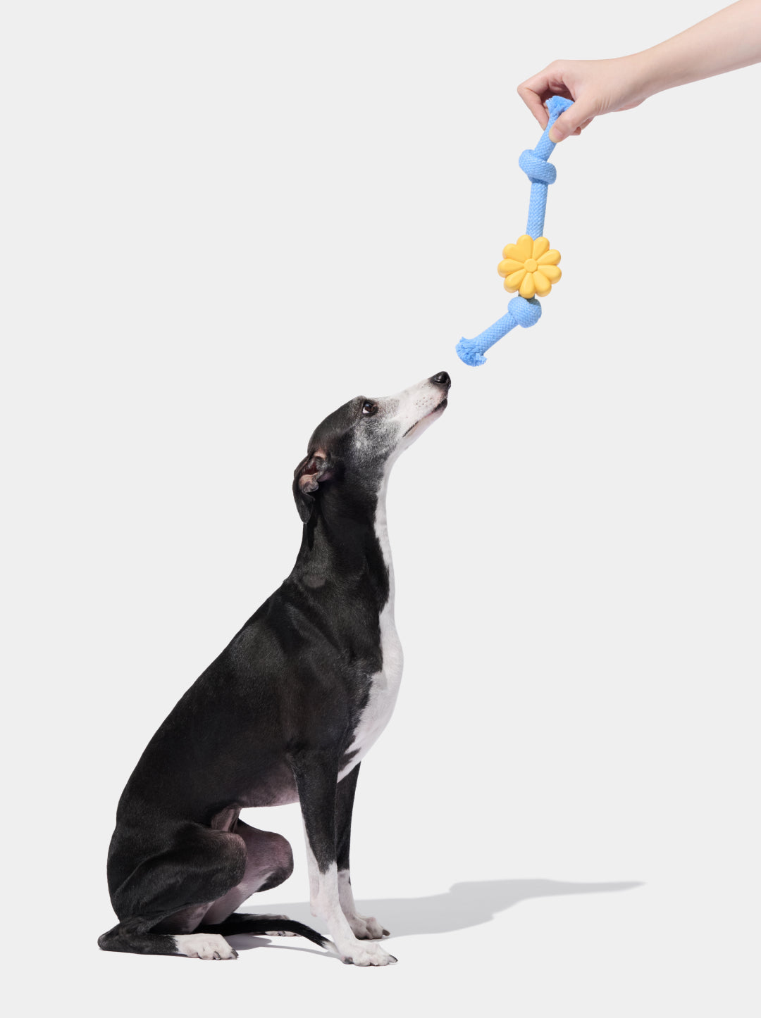 Daisy Playful Charm Knot Rope Toy