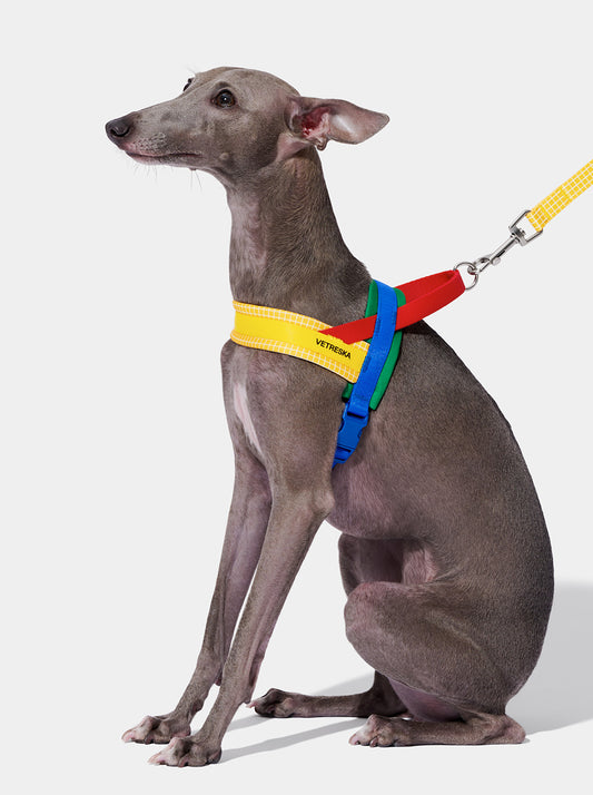 Chroma Pet Harness & Leash Set-Yellow