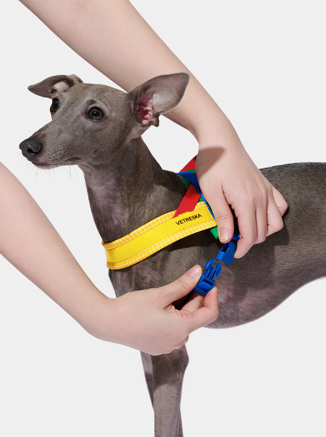 Chroma Pet Harness & Leash Set-Yellow