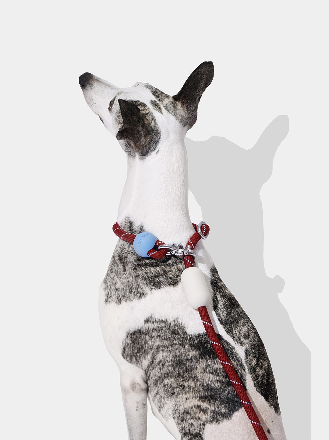 Mist & Merlot Connect Hands-Free Rope Leash