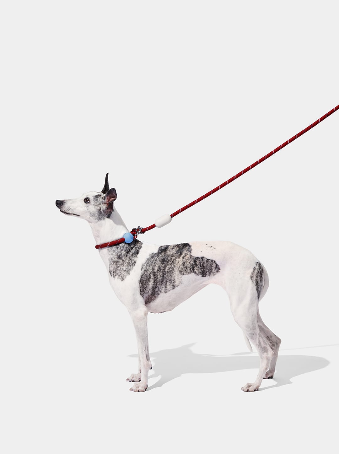 Mist & Merlot Connect Hands-Free Rope Leash