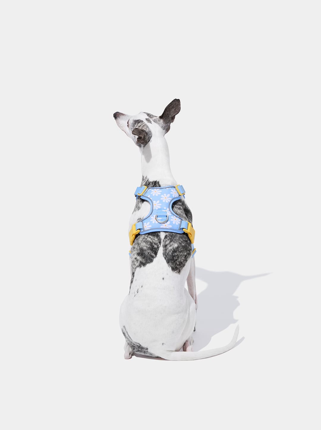 Daisy Pet Harness & Leash Set