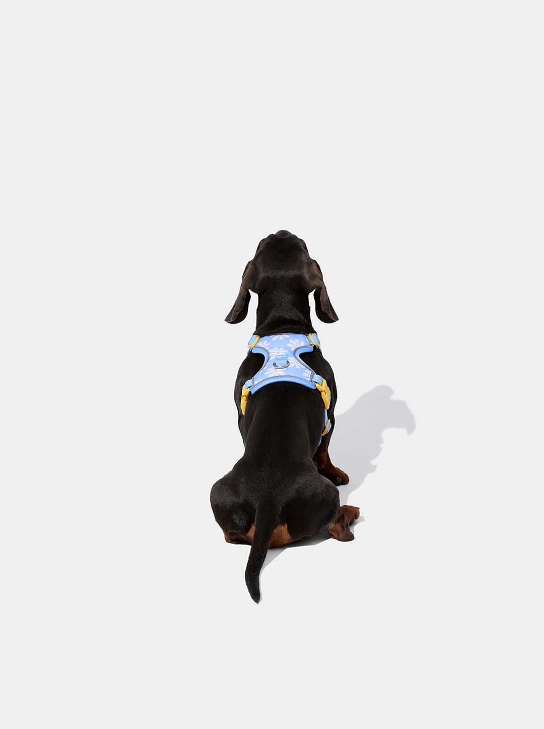 Daisy Pet Harness & Leash Set