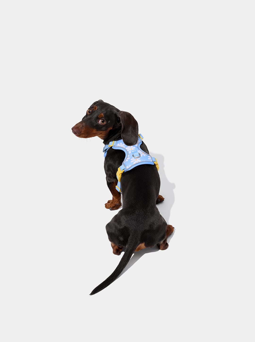 Daisy Pet Harness & Leash Set