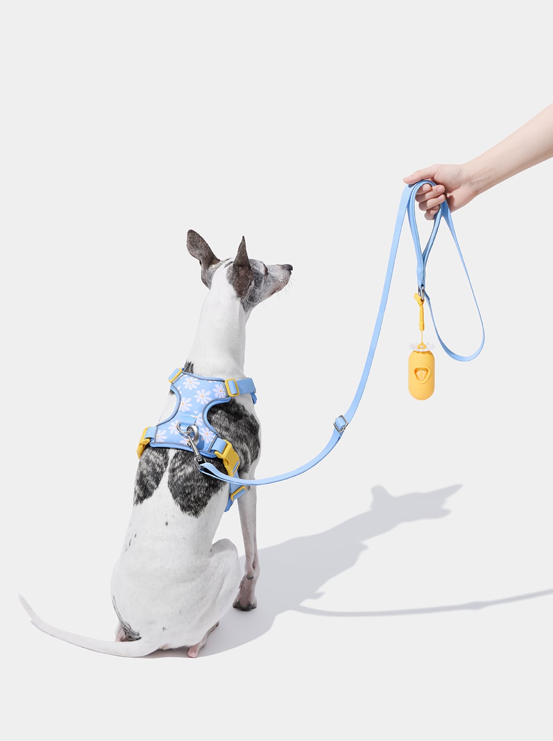 Daisy Pet Harness & Leash Set