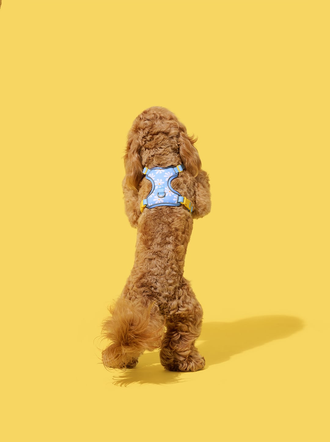 Daisy Pet Harness & Leash Set