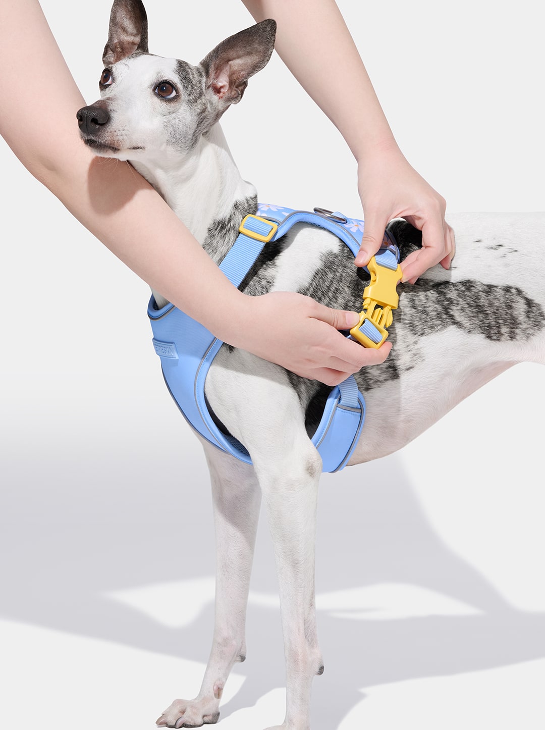 Daisy Pet Harness & Leash Set