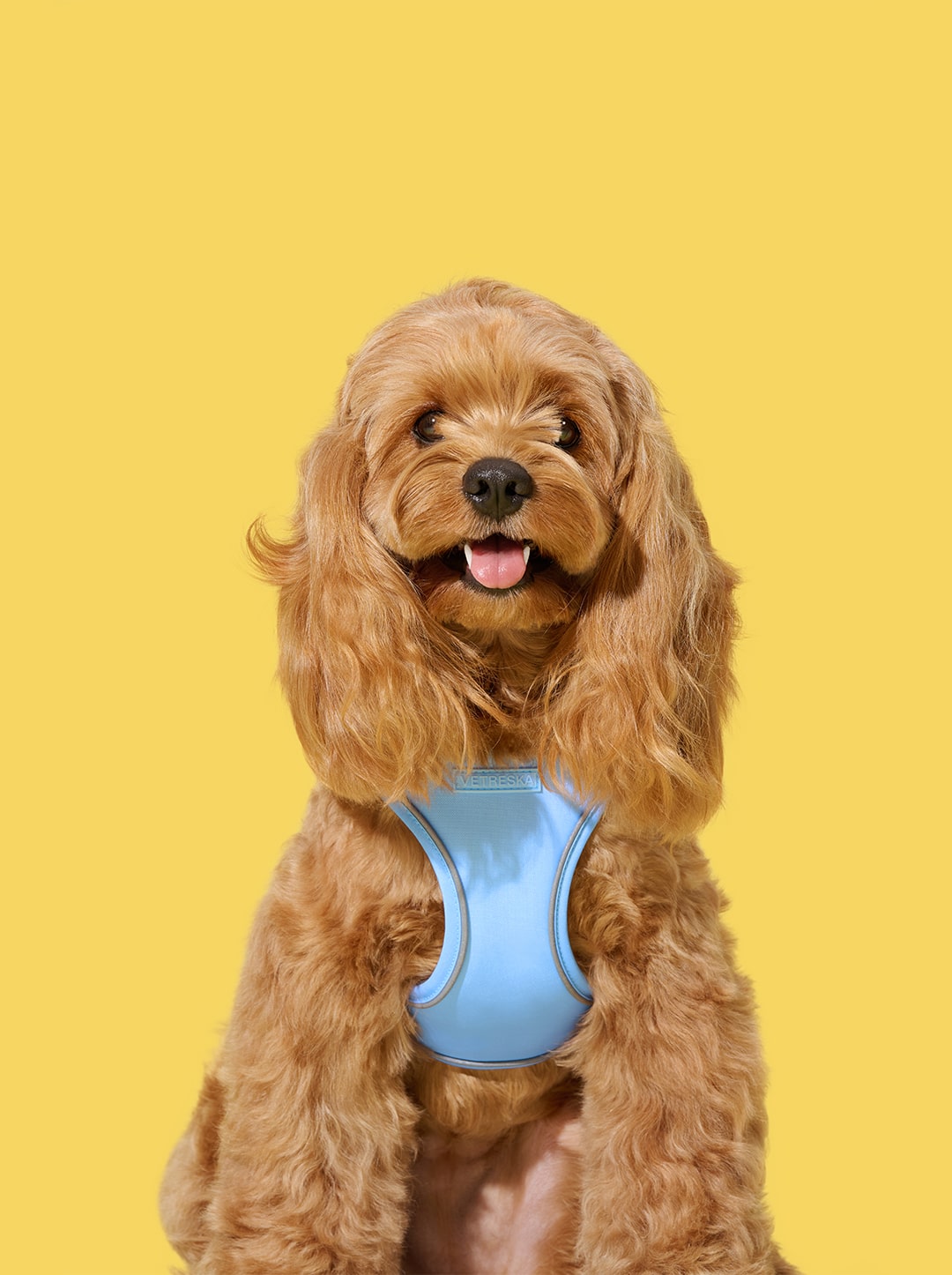 Daisy Pet Harness & Leash Set