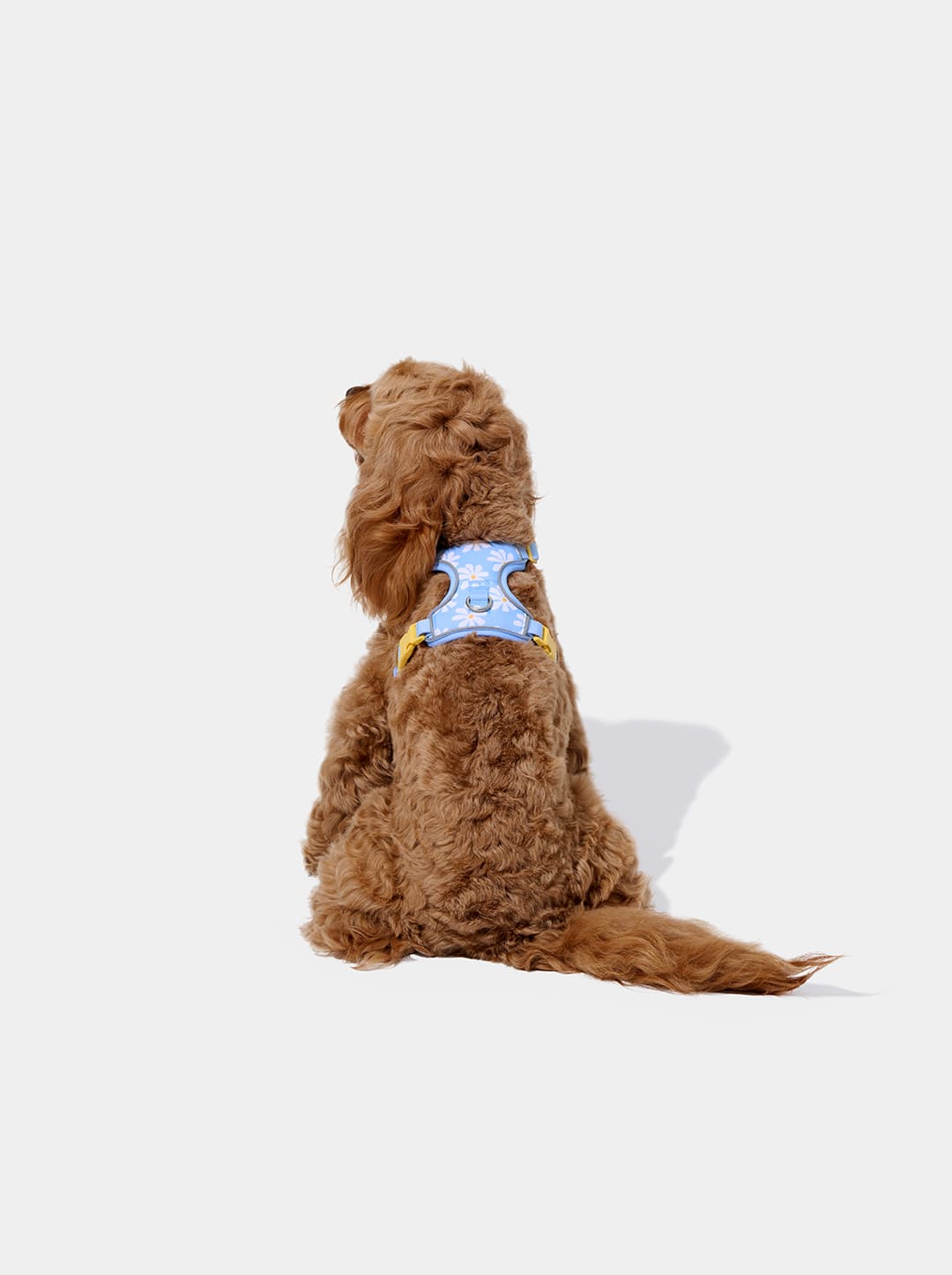Daisy Pet Harness & Leash Set