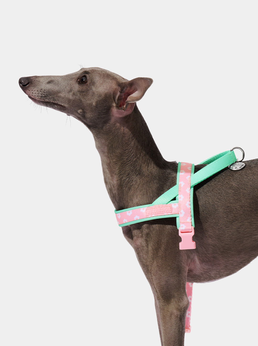 Flora Pet Harness & Leash Set