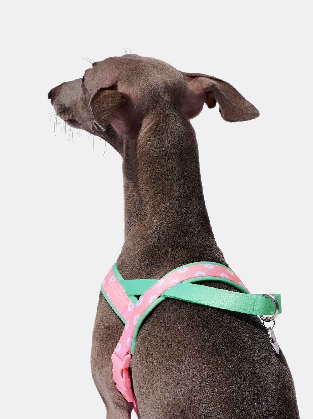 Flora Pet Harness & Leash Set