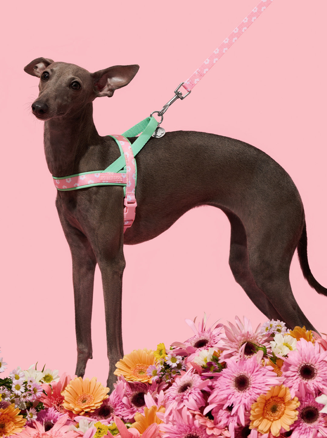 Flora Pet Harness & Leash Set