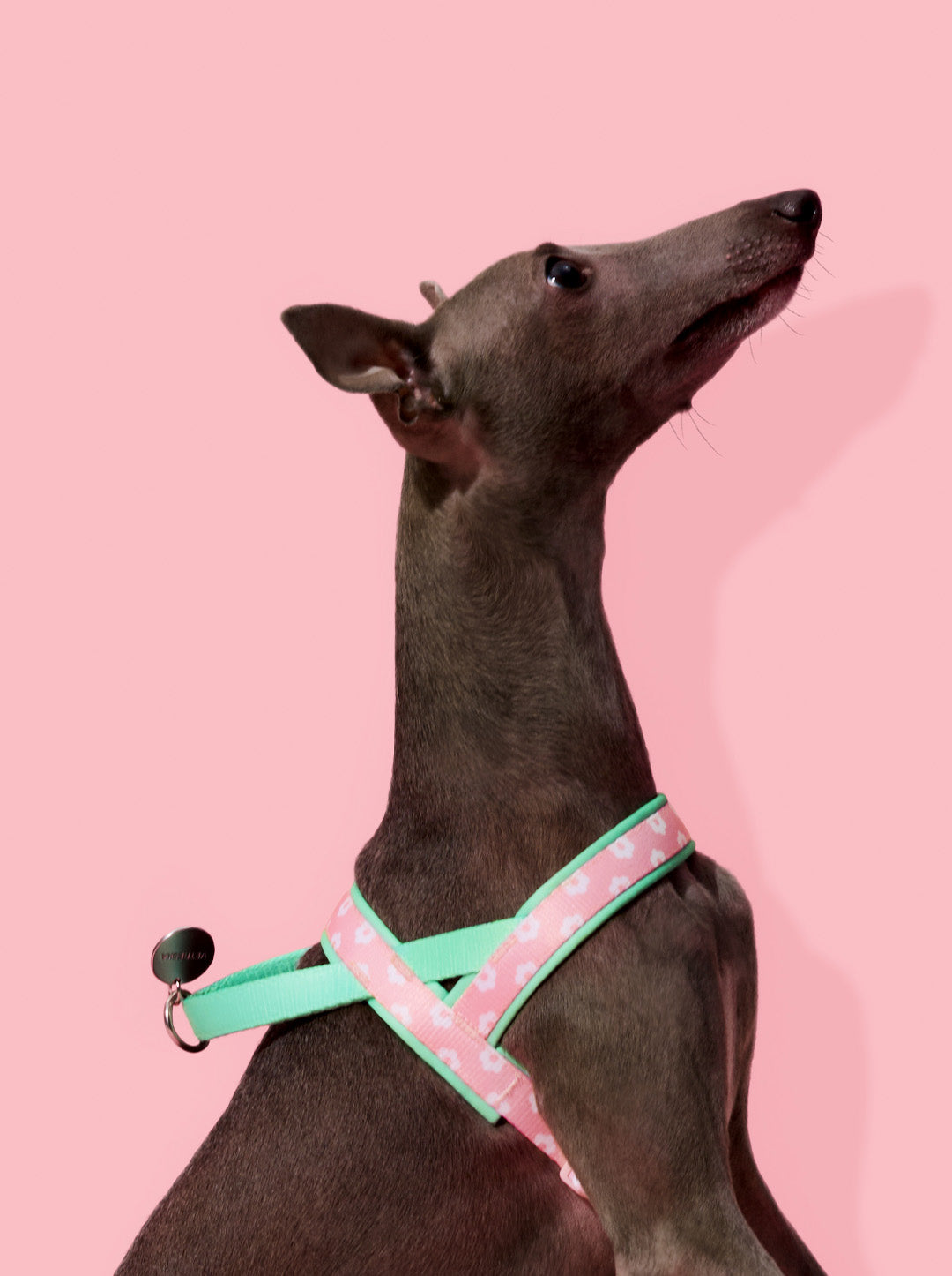 Flora Pet Harness & Leash Set