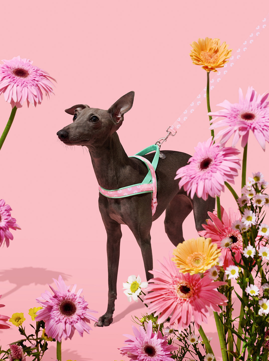 Flora Pet Harness & Leash Set