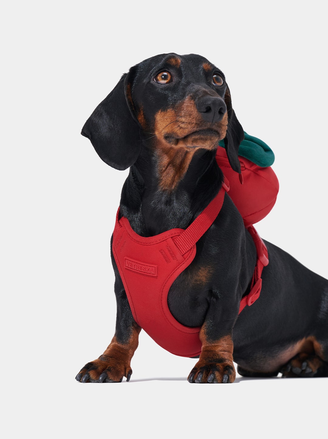 Strawberry Pet Backpack, Harness & Leash Set