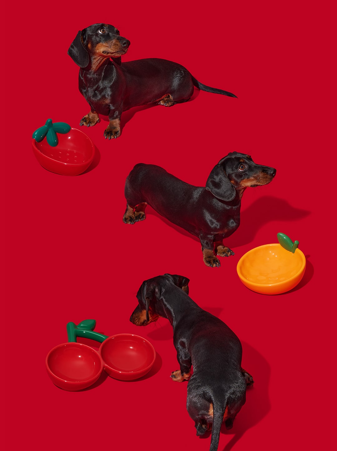 Tangerine Ceramic Pet Bowl