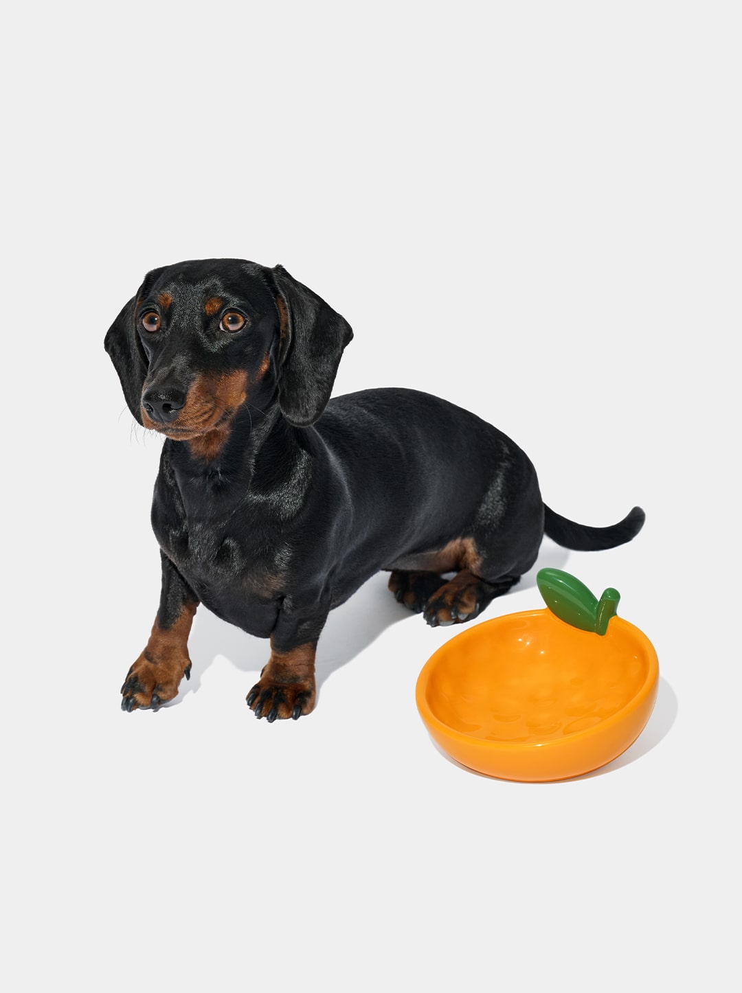 Tangerine Ceramic Pet Bowl