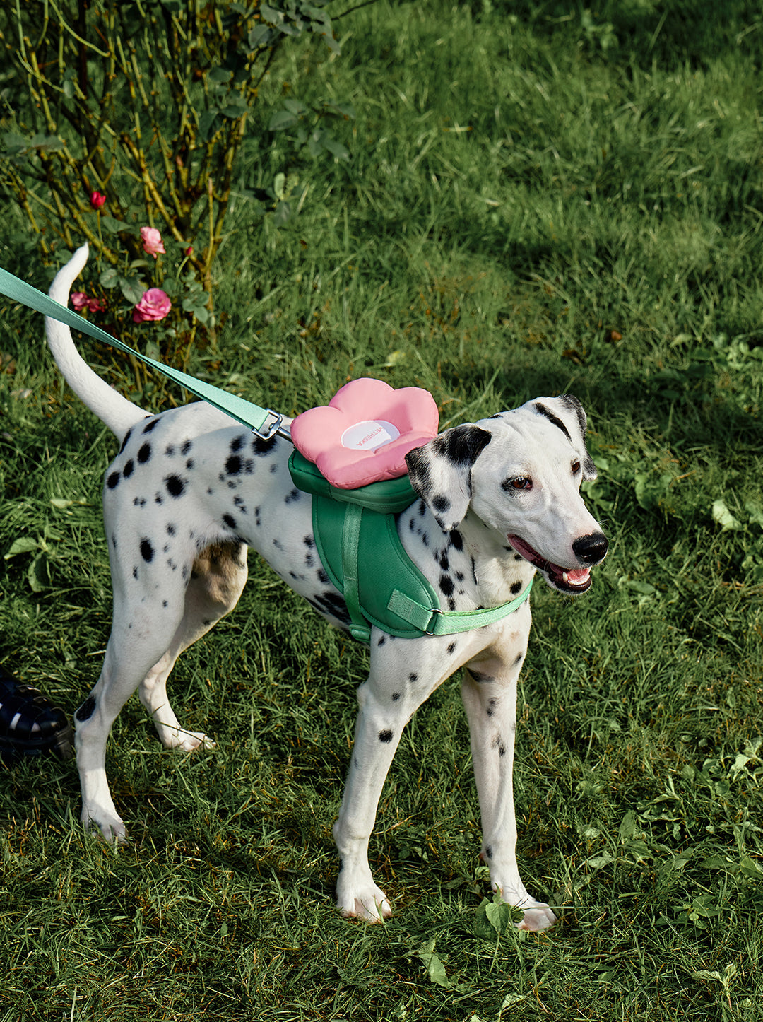 Flora Pet Harness & Backpack 3 in 1 Set