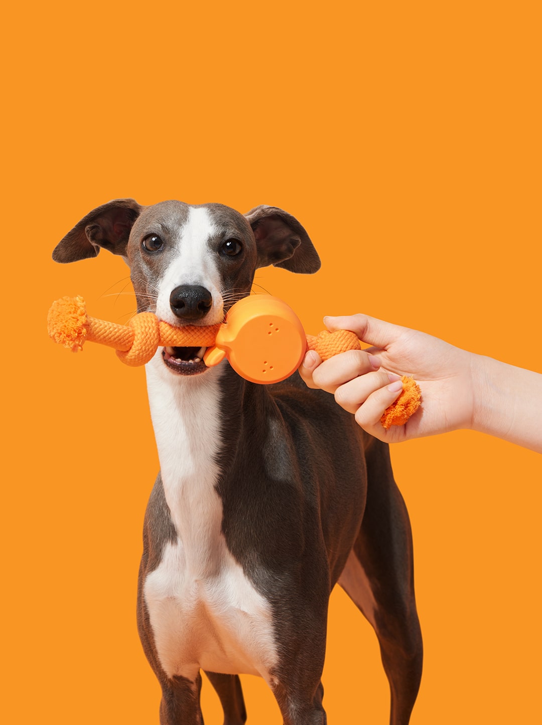 Tangerine Playful Charm Knot Rope Toy