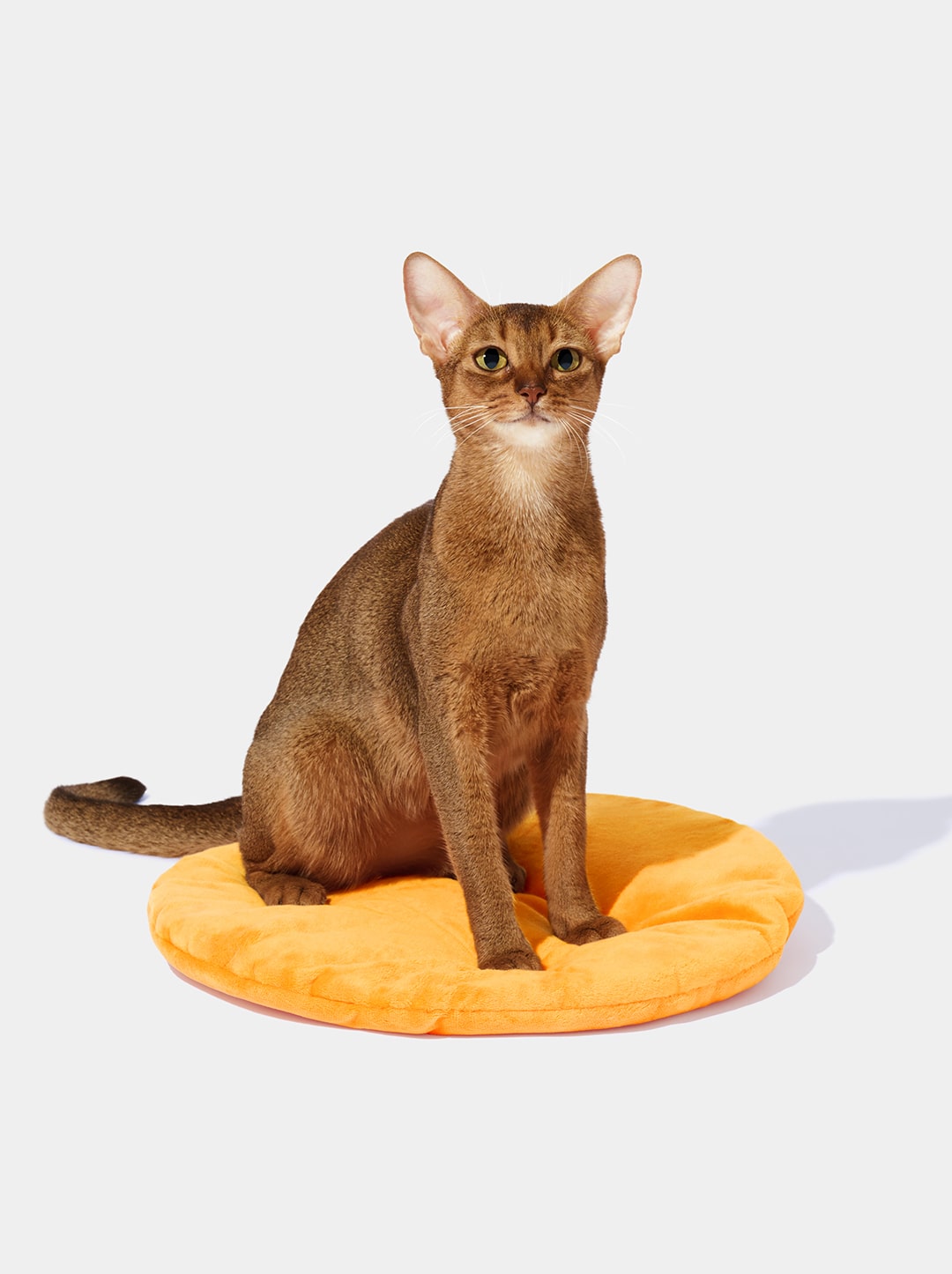 Tangerine Rattan Pet Bed