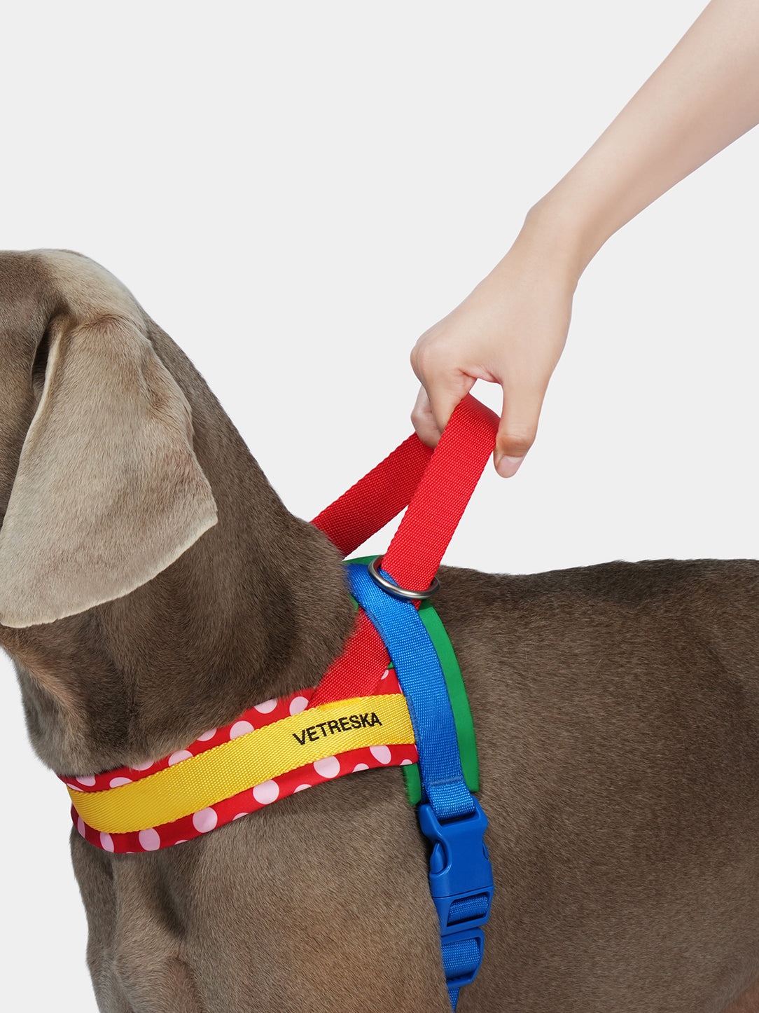 Y Chroma Pet Harness & Leash Set-Red